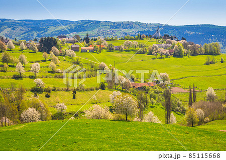 Spring rural landscape with flowering fruit trees on a sunny day 85115668
