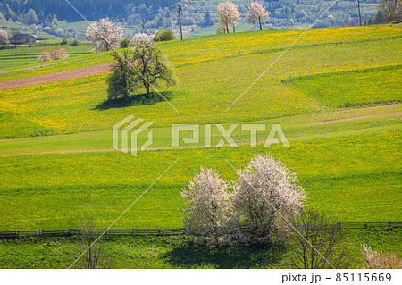 Spring rural landscape with flowering fruit trees on a sunny day 85115669