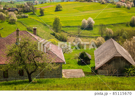 Spring rural landscape with flowering fruit trees on a sunny day 85115670
