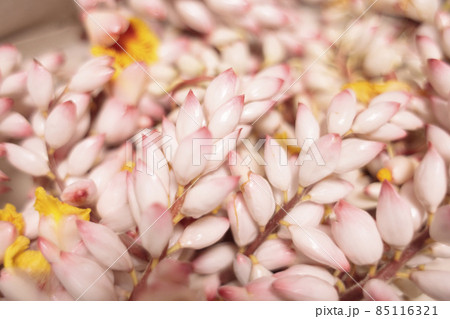 月桃の花と蕾 月桃の花と蕾 85116321