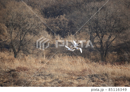 動物 生物 風景 85116349