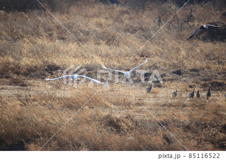 水鳥 野生動物 越冬 85116522