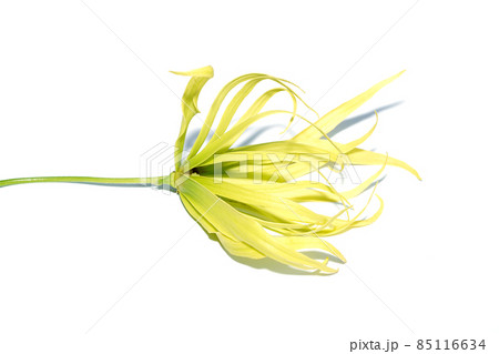 Close up Ylang-ylang flower on white background. Close up Ylang-ylang flower on white background. 85116634