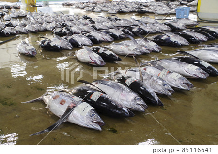 生マグロ水揚げ日本一の紀伊勝浦漁港の競り 生マグロ水揚げ日本一の紀伊勝浦漁港の競り 85116641