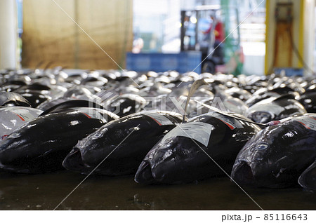生マグロ水揚げ日本一の紀伊勝浦漁港の競り 生マグロ水揚げ日本一の紀伊勝浦漁港の競り 85116643