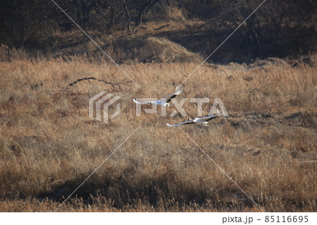 野生動物 生物 野鳥 85116695