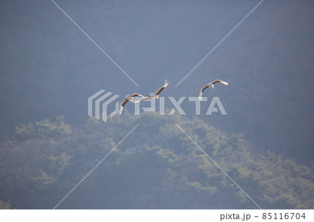野生動物 生物 野鳥 85116704