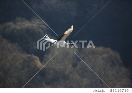 野生動物 生物 野鳥 85116716