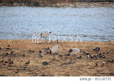 野生動物 生物 野鳥 85116735
