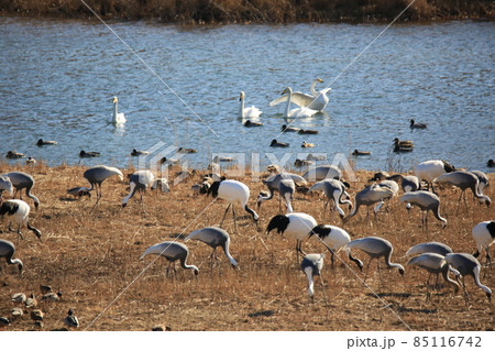 野生動物 生物 野鳥 85116742