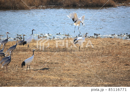 野生動物 生物 野鳥 85116771