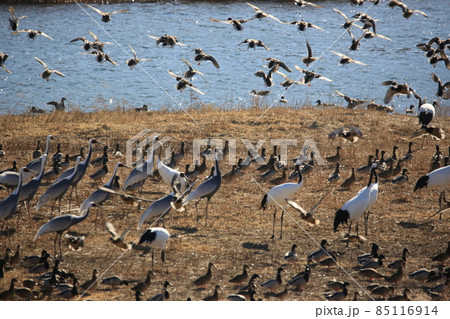 冬 鳥 飛ぶ 85116914