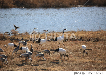 野生動物 越冬 集団 85116972