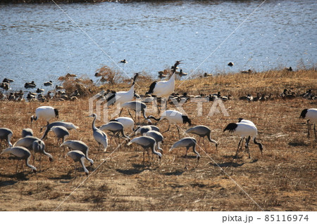 野生動物 越冬 集団 85116974