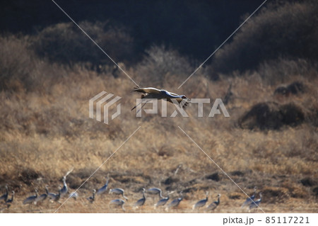 野生動物 生物 風景 85117221