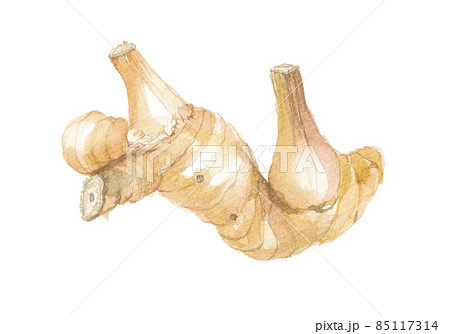 ガランガル 85117314