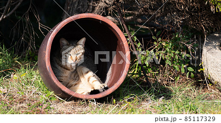 壺の中の猫　キジトラ猫 85117329