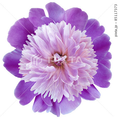 flower  purple  peony  isolated on a white background.  Close-up. Nature. 85117373