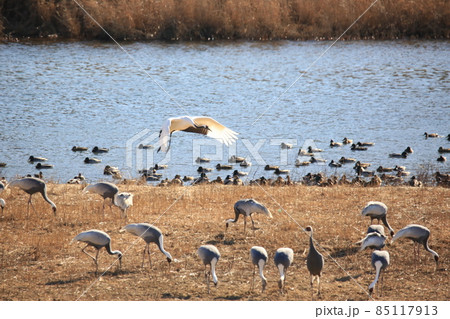 生物 屋外 室外 85117913