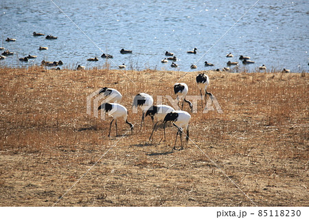 水鳥 外 睡眠 85118230