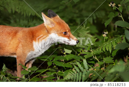 Close up of a Red fox cub in forest Close up of a Red fox cub in forest 85118253