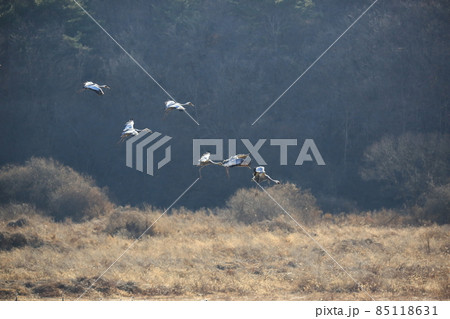 水鳥 渡り鳥 野生動物 85118631