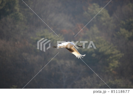 水鳥 渡り鳥 野生動物 85118677