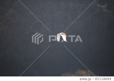 水鳥 渡り鳥 野生動物 85118689