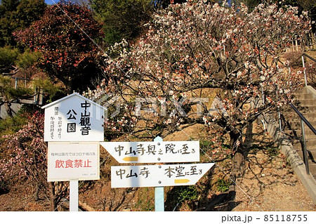 中山観音公園梅林 85118755