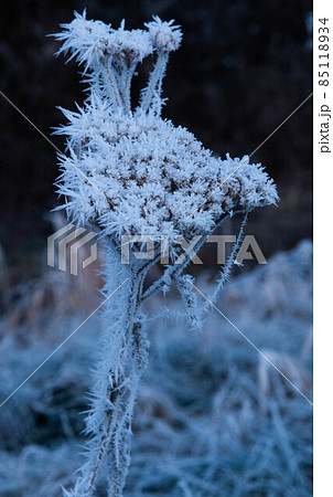 霜の花 霜の花 85118934