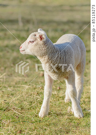 Two week old lamb in a pen in early spring. France, Europe. 85119273