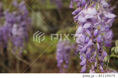 Purple Wisteria in Spring - Fabaceae Luguminosae Close up Purple Wisteria in Spring - Fabaceae Luguminosae Close up 85119474