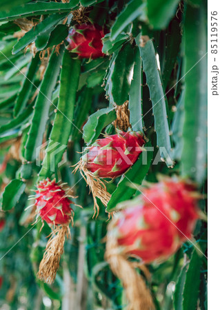 Close up Shot of exotic pink Dragon fruit in Cyprus with green leaves, tropical Close up Shot of exotic pink Dragon fruit in Cyprus with green leaves, tropical 85119576