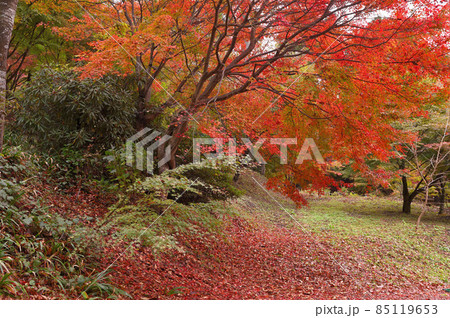 環境芸術の森の紅葉 環境芸術の森の紅葉 85119653