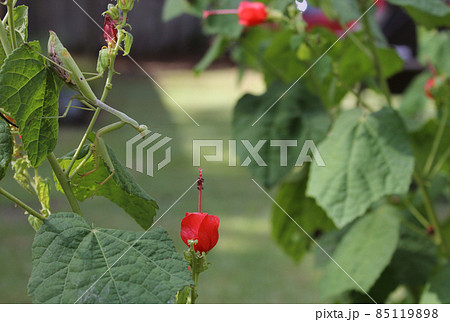 Praying Mantis on Red Hummingbird Bush Waiting for prey 85119898
