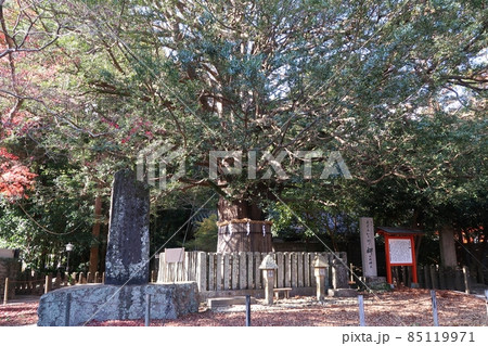 熊野速玉大社のナギの木 85119971