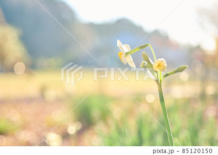 あけぼの山公園　初冬に実る果実　主張する草花 85120150