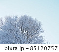 雪が積もった木々と青空 85120757