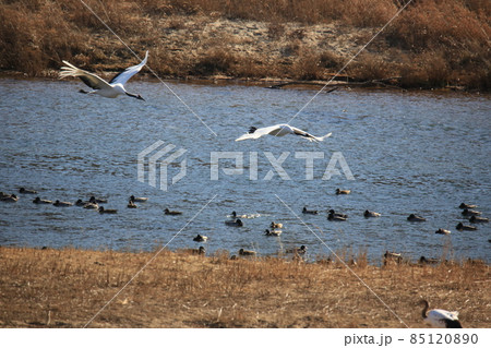 水鳥 渡り鳥 外 85120890