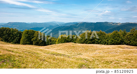 summer mountain landscape with forest on the hill. primeval beech trees on a grassy slopes of svydovets ridge. beautiful nature scenery of carpathians on a sunny day with clouds on the sky 85120925