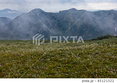 朝霧流れる朝日連峰・寒河山の花畑と相模山への稜線 85121322