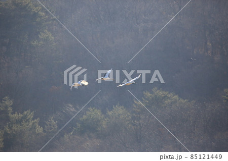 つる 鳥 飛ぶ 85121449