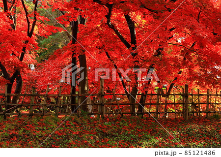岩手県盛岡市 紅葉の落ち葉の絨毯 岩手県盛岡市 紅葉の落ち葉の絨毯 85121486