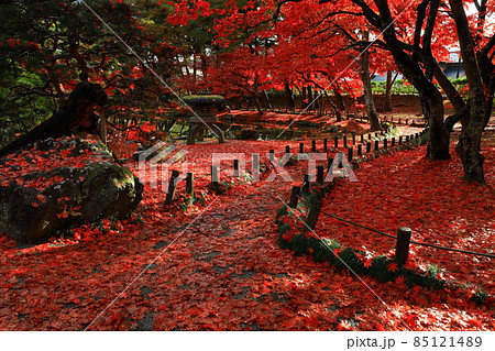 岩手県盛岡市　紅葉の落ち葉の絨毯 85121489