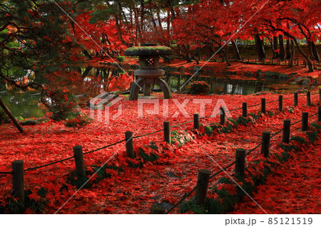 岩手県盛岡市　紅葉の落ち葉の絨毯 85121519
