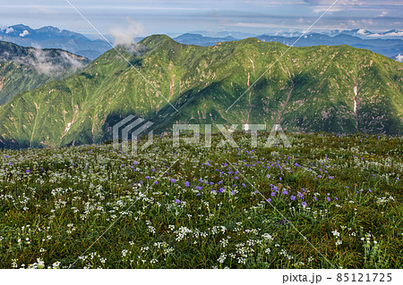 朝日連峰・寒河山の花畑と朝日差す相模山の山並み 85121725