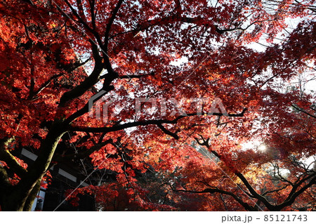 白く光り輝く太陽と赤く色づく紅葉したもみじの樹と本堂の建物と青空と緑の樹の見える風景 白く光り輝く太陽と赤く色づく紅葉したもみじの樹と本堂の建物と青空と緑の樹の見える風景 85121743