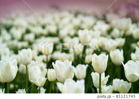 delicate white tulips close up against blue sky. side view delicate white tulips close up against blue sky. side view 85121745