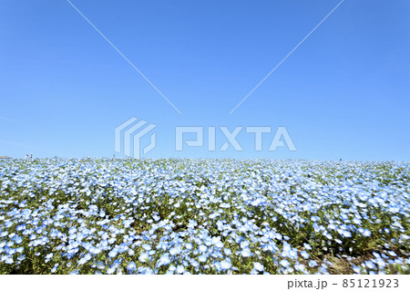 国営ひたち海浜公園の、満開に咲いたネモフィラの花と快晴の空　 85121923