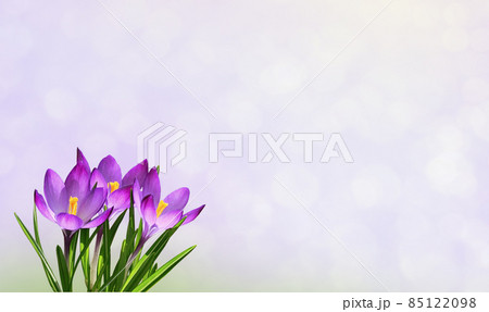 Purple crocus flowers in corner on soft bokeh Purple crocus flowers in corner on soft bokeh 85122098